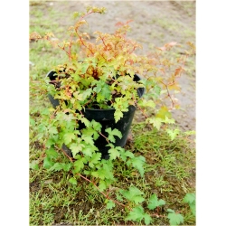 krzewy Tawulec pogięty Crispa K85