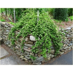 krzewy Tawulec pogięty Crispa K85