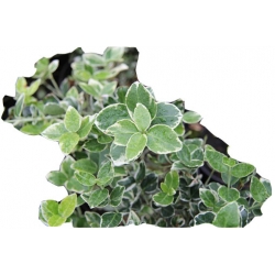 krzewy Trzmielina Fortunea Emerald Gold K148