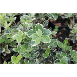 krzewy Trzmielina Fortunea Emerald Gold K148