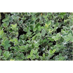 krzewy Trzmielina Fortunea Emerald Gold K148