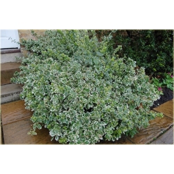 krzewy Trzmielina Fortunea Emerald Gold K148