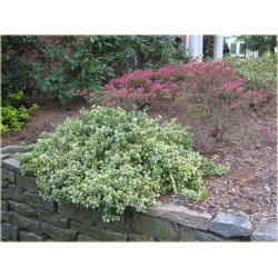 krzewy Trzmielina Fortunea Emerald Gold K148