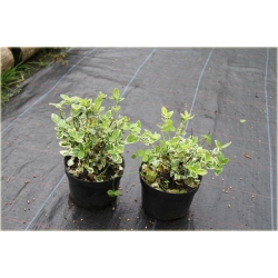 krzewy Trzmielina Fortunea Emerald Gold K148