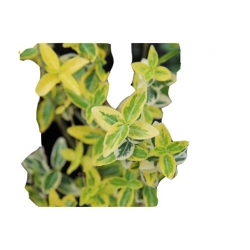 krzewy Trzmielina fortunea Emerald K45