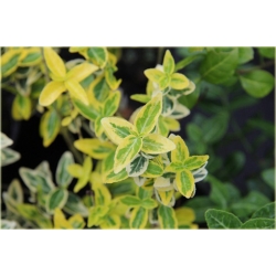 krzewy Trzmielina fortunea Emerald K45