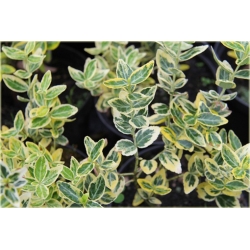 krzewy Trzmielina fortunea Emerald K45