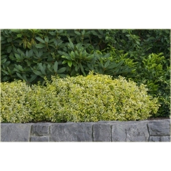 krzewy Trzmielina fortunea Emerald K45