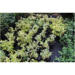 krzewy Trzmielina fortunea Emerald K45