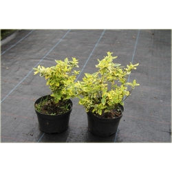 krzewy Trzmielina fortunea Emerald K45