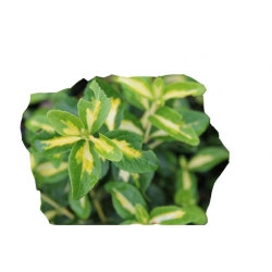 krzewy Trzmielina fortunea Sunspot K44