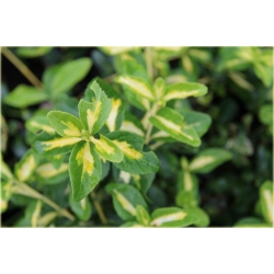 krzewy Trzmielina fortunea Sunspot K44