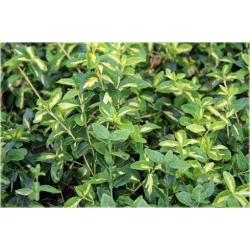 krzewy Trzmielina fortunea Sunspot K44