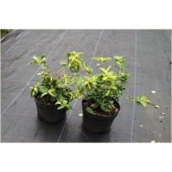 krzewy Trzmielina fortunea Sunspot K44