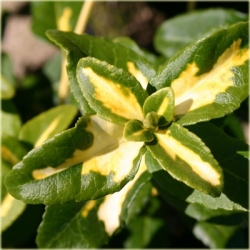 krzewy Trzmielina fortunea Sunspot K44