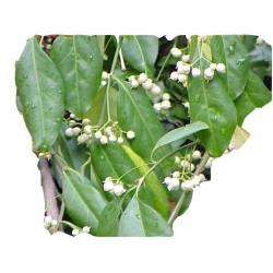 krzewy Trzmielina Fortunea Radicans K149