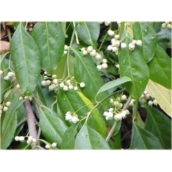 krzewy Trzmielina Fortunea Radicans K149