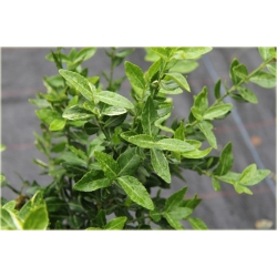 krzewy Trzmielina Fortunea Radicans K149