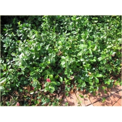 krzewy Trzmielina Fortunea Radicans K149