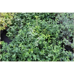 krzewy Trzmielina Fortunea Radicans K149