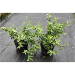 krzewy Trzmielina Fortunea Radicans K149