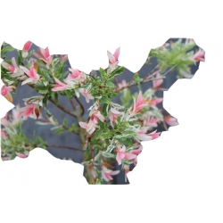 krzewy Wierzba jap Hakuro nishiki K166