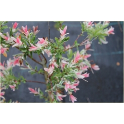 krzewy Wierzba jap Hakuro nishiki K166