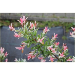 krzewy Wierzba jap Hakuro nishiki K166