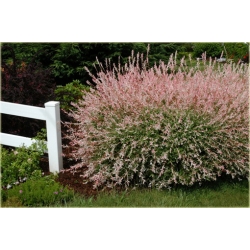 krzewy Wierzba jap Hakuro nishiki K166