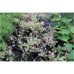 krzewy Wierzba jap Hakuro nishiki K166