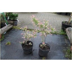 krzewy Wierzba jap Hakuro nishiki K166