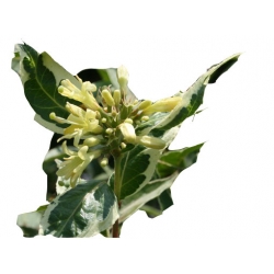 krzewy Zadrzewnia bezogonkowa K172