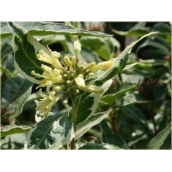 krzewy Zadrzewnia bezogonkowa K172