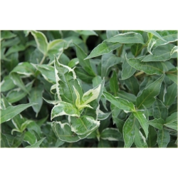 krzewy Zadrzewnia bezogonkowa K172