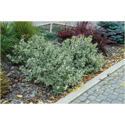 krzewy Zadrzewnia bezogonkowa K172