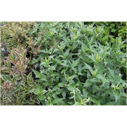 krzewy Zadrzewnia bezogonkowa K172