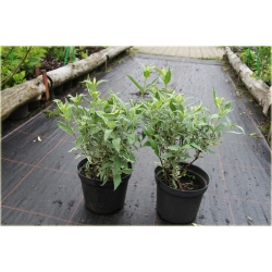 krzewy Zadrzewnia bezogonkowa K172