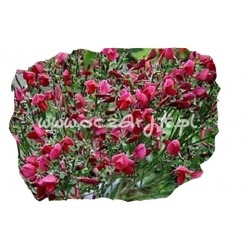 krzewy Żarnowiec Boscop Ruby K40