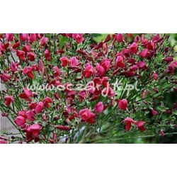 krzewy Żarnowiec Boscop Ruby K40