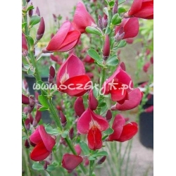 krzewy Żarnowiec Boscop Ruby K40