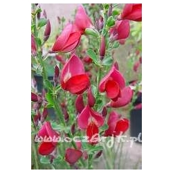 krzewy Żarnowiec Boscop Ruby K40