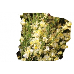 krzewy Żarnowiec miotl bladożółty K105