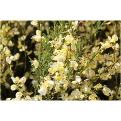 krzewy Żarnowiec miotl bladożółty K105