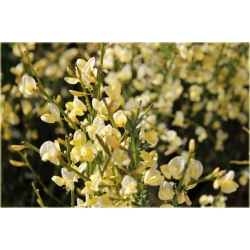 krzewy Żarnowiec miotl bladożółty K105