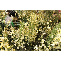 krzewy Żarnowiec miotl bladożółty K105