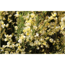 krzewy Żarnowiec miotl bladożółty K105