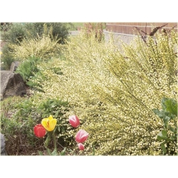 krzewy Żarnowiec miotl bladożółty K105