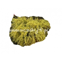  krzewy Żarnowiec wczesny Allgold K25