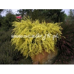 krzewy Żarnowiec wczesny Allgold K25