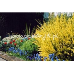 krzewy Żarnowiec wczesny Allgold K25